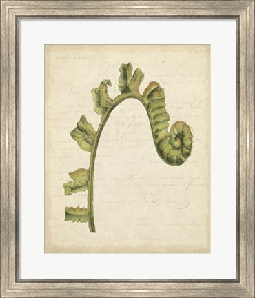 Framed Fiddlehead Ferns III Print