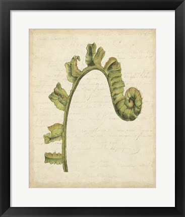 Framed Fiddlehead Ferns III Print