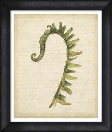 Framed Fiddlehead Ferns IV Print