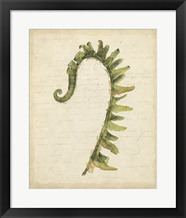 Framed Fiddlehead Ferns IV Print