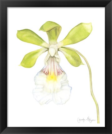Framed Orchid Beauty I Print