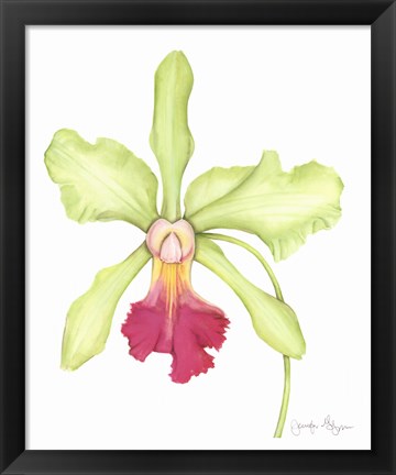 Framed Orchid Beauty III Print