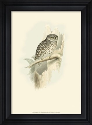 Framed Sparrow Owl Print