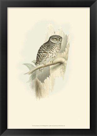 Framed Sparrow Owl Print