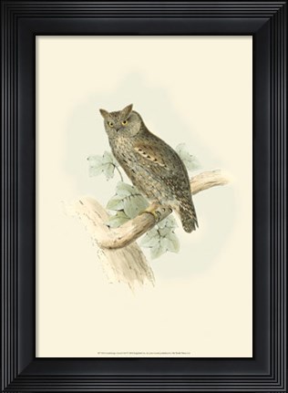 Framed Scops-eared Owl Print