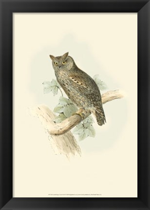 Framed Scops-eared Owl Print