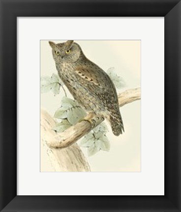 Framed Scops-eared Owl Print