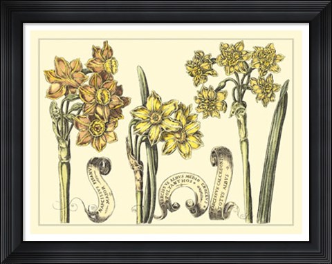 Framed Narcissus in Bloom I Print