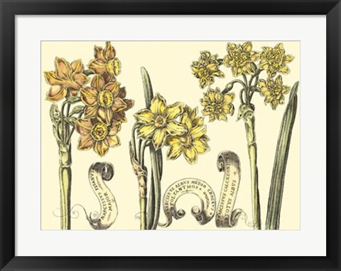 Framed Narcissus in Bloom I Print