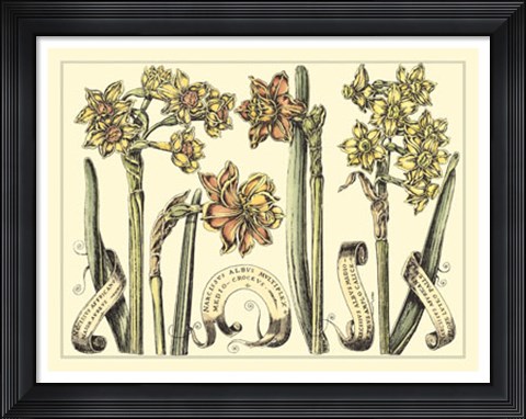 Framed Narcissus in Bloom II Print