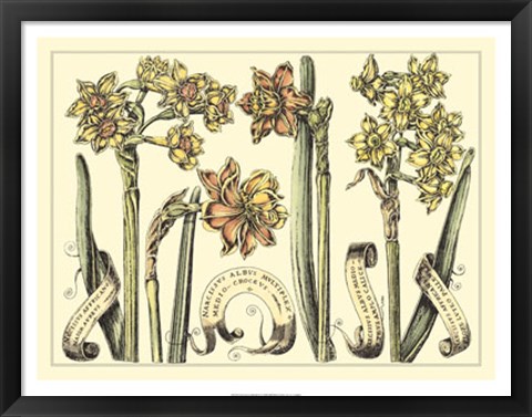 Framed Narcissus in Bloom II Print