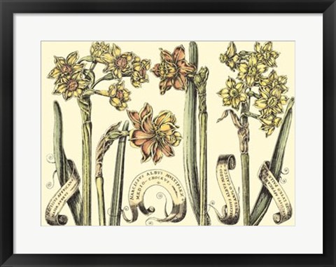 Framed Narcissus in Bloom II Print