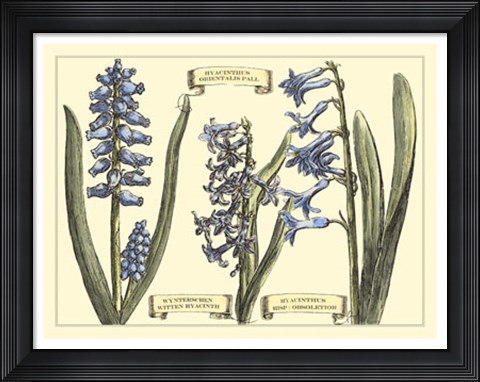 Framed Hyacinth in Bloom Print
