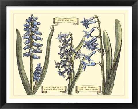 Framed Hyacinth in Bloom Print