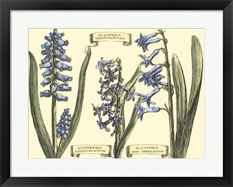 Framed Hyacinth in Bloom Print