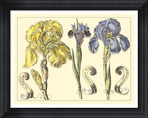 Framed Iris in Bloom I Print