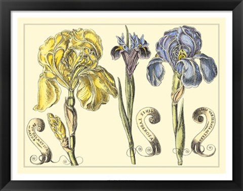Framed Iris in Bloom I Print