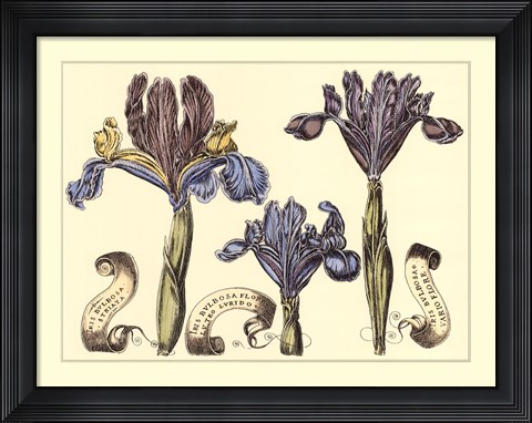 Framed Iris in Bloom II Print