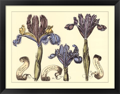 Framed Iris in Bloom II Print