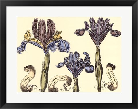 Framed Iris in Bloom II Print