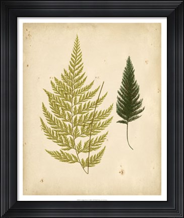 Framed Cottage Ferns I Print
