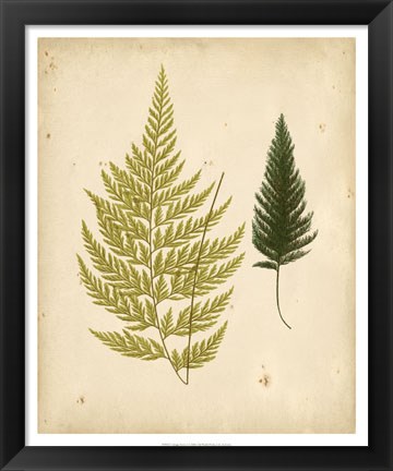 Framed Cottage Ferns I Print