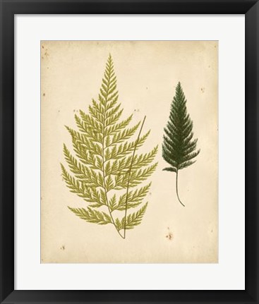 Framed Cottage Ferns I Print