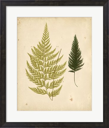 Framed Cottage Ferns I Print