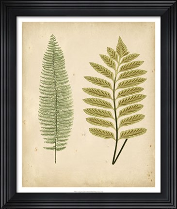 Framed Cottage Ferns II Print