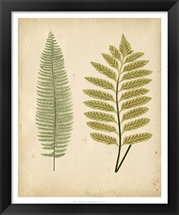 Framed Cottage Ferns II Print