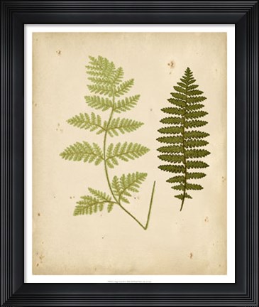 Framed Cottage Ferns III Print