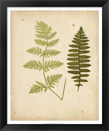 Framed Cottage Ferns III Print