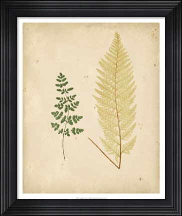 Framed Cottage Ferns IV Print