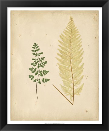 Framed Cottage Ferns IV Print