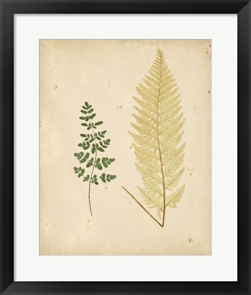 Framed Cottage Ferns IV Print