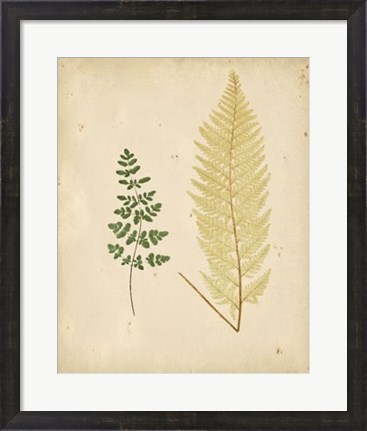 Framed Cottage Ferns IV Print