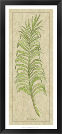 Framed Palmae Leaf Print