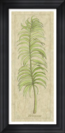 Framed Arecaceae Leaf Print