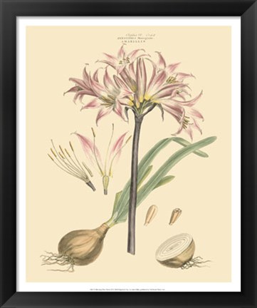 Framed Blushing Pink Florals II Print