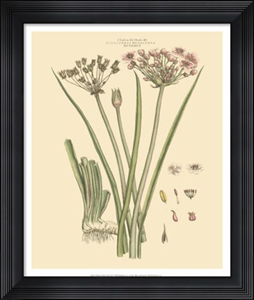 Framed Blushing Pink Florals VIII Print