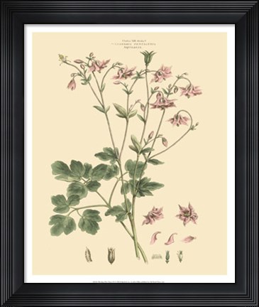 Framed Blushing Pink Florals IX Print