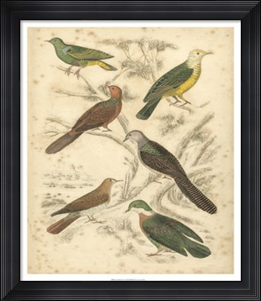 Framed Avian Habitat II Print