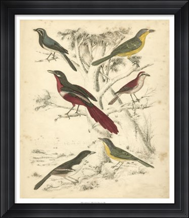 Framed Avian Habitat IV Print