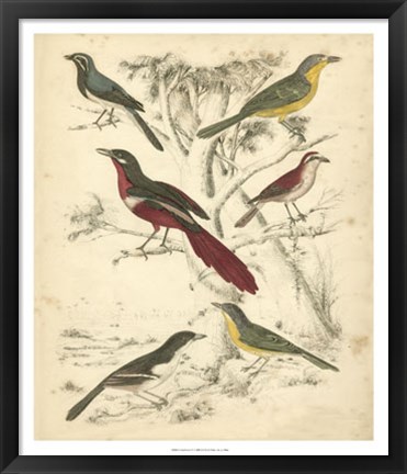 Framed Avian Habitat IV Print