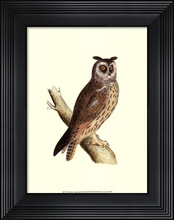 Framed Long Eared Owl Print