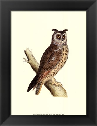 Framed Long Eared Owl Print