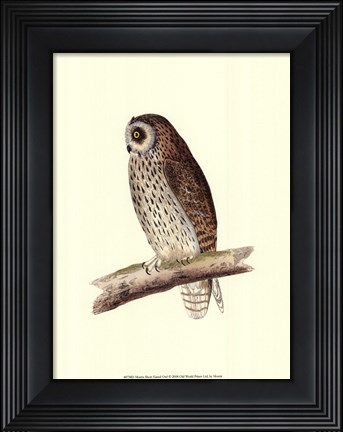 Framed Short Eared Owl Print