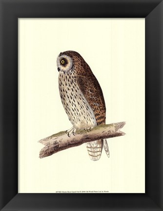 Framed Short Eared Owl Print