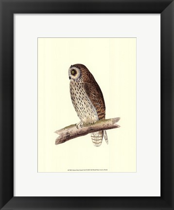 Framed Short Eared Owl Print