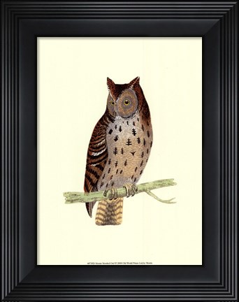 Framed Mottled Owl Print